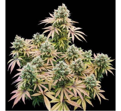 Лимонний Димок (Photo.Fem.) 1шт. / Lemon Haze 2026